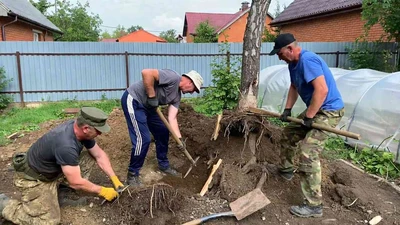 Корчевка пней разнорабочими в Ставрополе - цена от 800 руб.