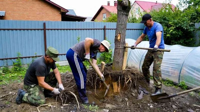 Корчевка пней разнорабочими в Ставрополе: цена услуг удаления